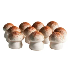Champignons comestibles cacao 20 g