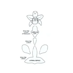 Découpoirs fleur d'orchidée