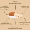 Levain de seigle 150 g