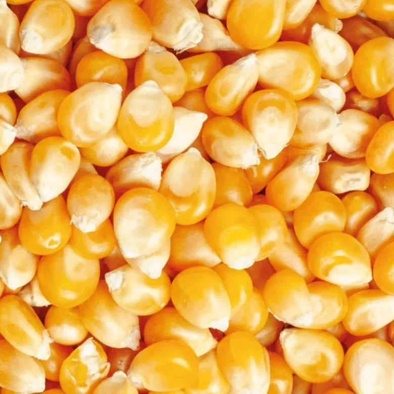 Maïs à popcorn type Butterfly 350 g