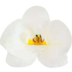 Orchidées blanches azyme (x10)