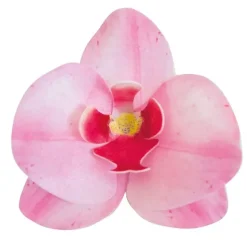 Orchidées roses azyme (x10)