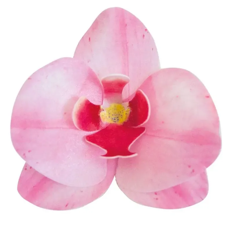 Orchidées roses azyme (x10)
